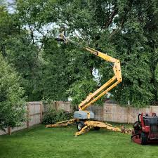 Best Palm Tree Trimming  in Hillsboro, OH