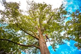 Best Weed Control  in Hillsboro, OH