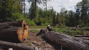 Best Stump Grinding and Removal  in Hillsboro, OH