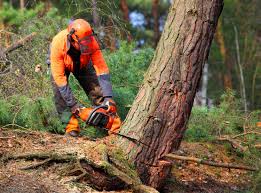 Pest Control for Lawns in Hillsboro, OH