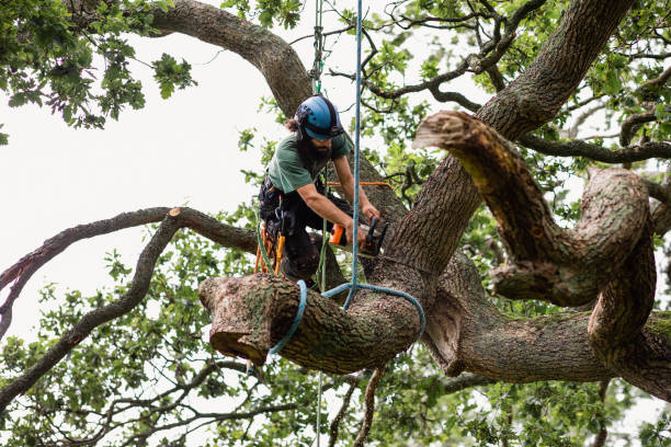 Best Firewood Processing and Delivery  in Hillsboro, OH