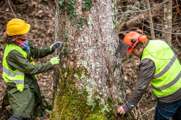 Hillsboro, OH Tree Care Company