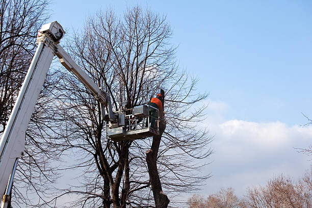 Best Storm Damage Tree Cleanup  in Hillsboro, OH
